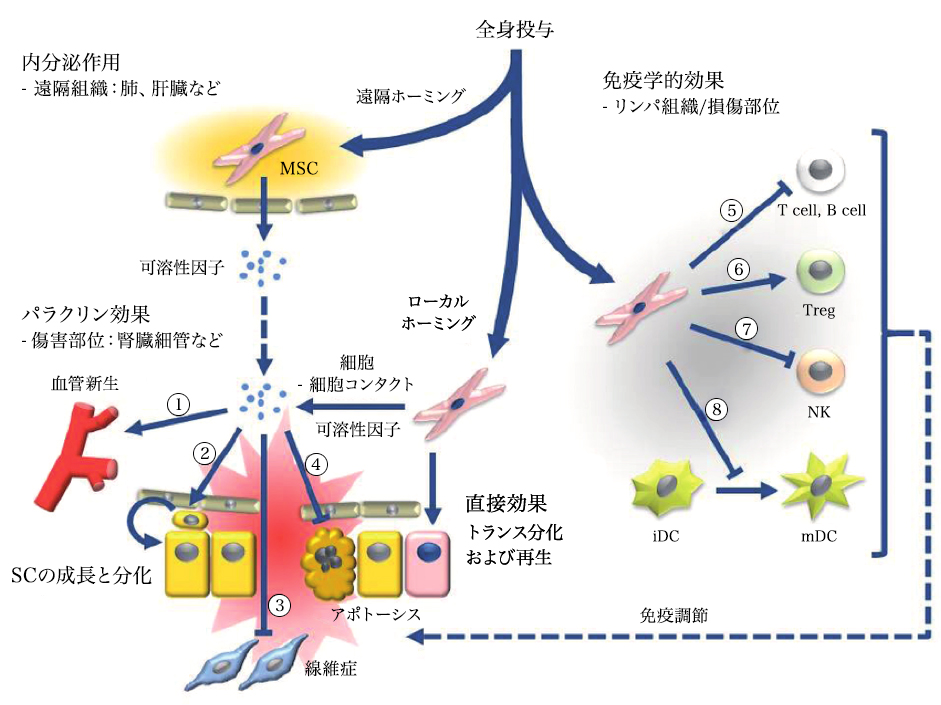間葉系幹細胞のイメージ
