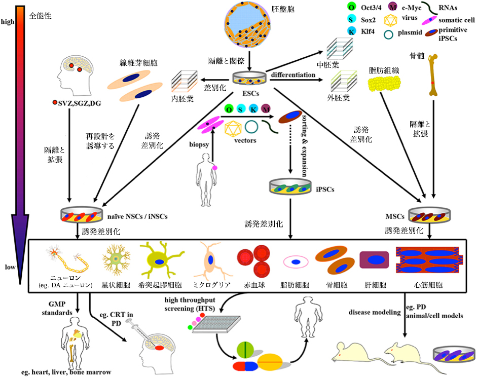 幹細胞の誘導、分化および適用の概略図